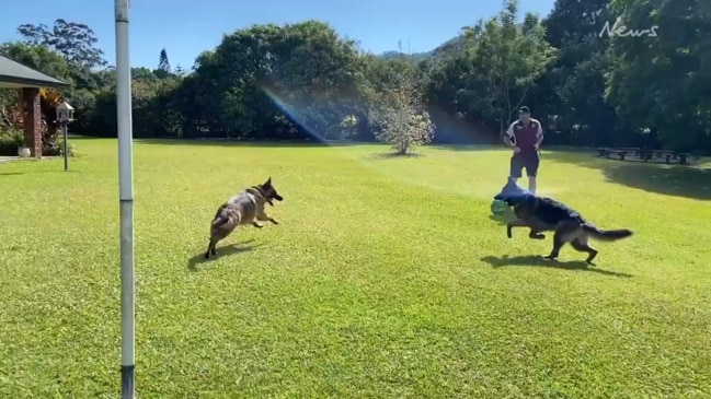 Shadow and Banjo playing at a Sniffspace for dogs