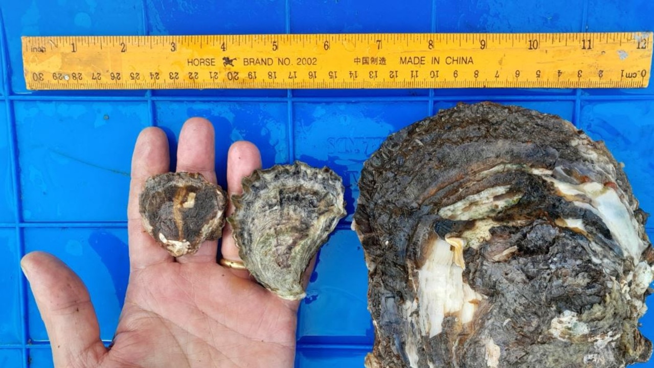 The giant, invasive Suminoe oyster has been detected for the first time in Queensland waterways.