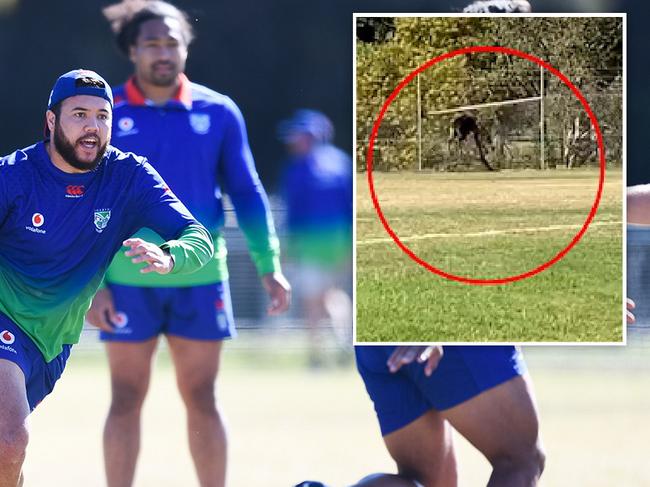 Video: Wild deer crashes NRL training session