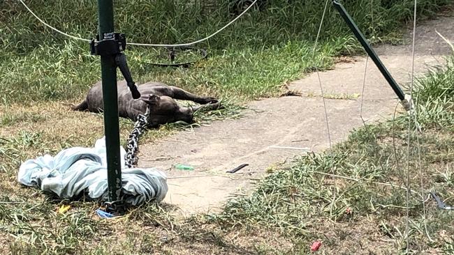 American Staffordshire Bull Terrier Bronx, 4, which died of heatstroke after being chained in the sun with no water. Picture: Supplied