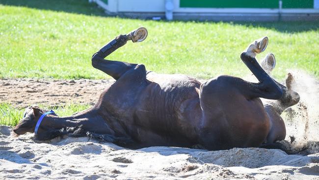 Could Spanish Mission be the one to lower the colours of Incentivise in the Melbourne Cup? Picture: Reg Ryan – Racing Photos via Getty Images