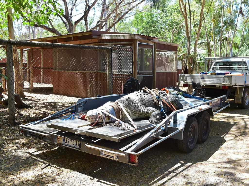 Billabong Sanctuary's new croc Krakatoa arrives to his new home. Picture: Shae Beplate.