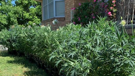 134 cannabis plants were seized by police. Picture: NSW Police