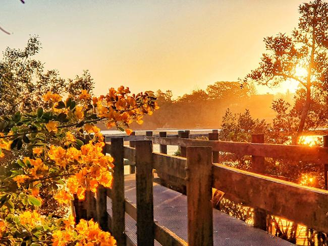 Golden colours on the boardwalk Nambucca Heads