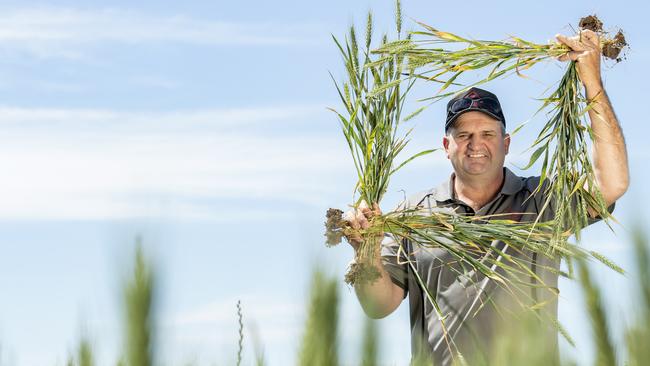 Anthony ‘Stem’ Holland with his wheat crop at Serpentine. Picture: Zoe Phillips