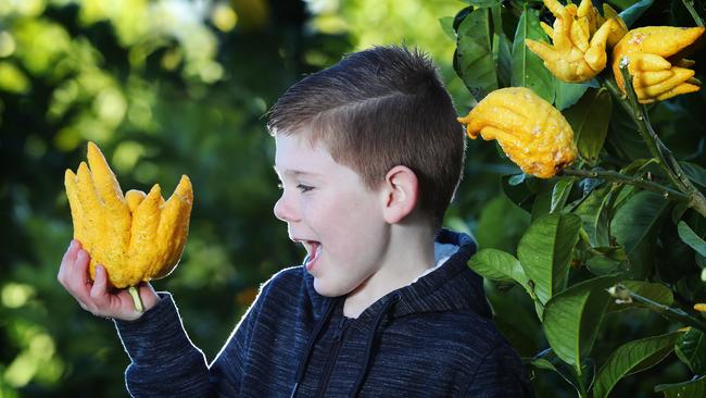 Rayner's Orchard in Woori Yallock has some unusual fruit that people can pick for themselves. Picture: Rebecca Michael