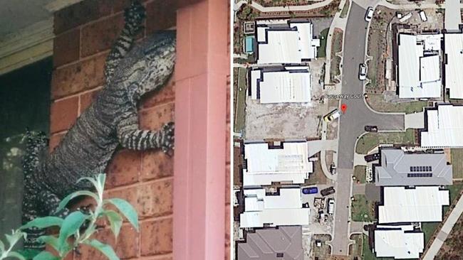 A man has been transported to hospital after a goanna attack in Mountain Creek. Picture: Eric Holland.