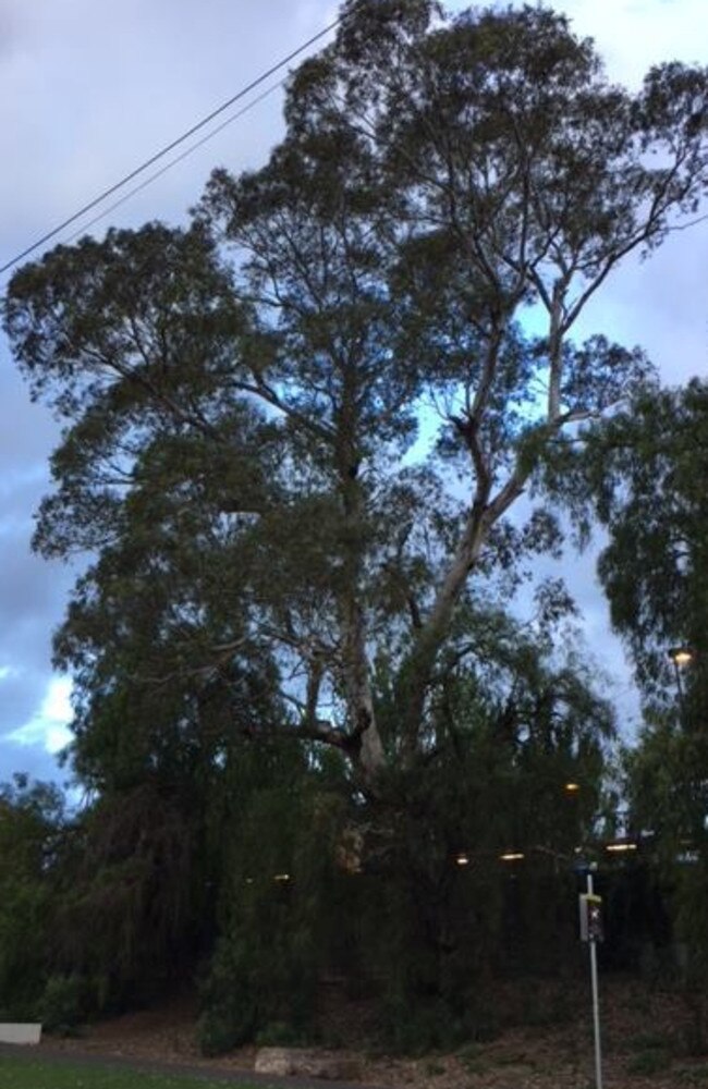 The sweeping century-old river gum that’s under threat.