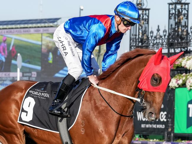 Golden Path (NZ) on the way to the barriers prior to the running of  the HKJC x World Pool Handicap at Flemington Racecourse on March 30, 2024 in Flemington, Australia. (Photo by George Sal/Racing Photos via Getty Images)