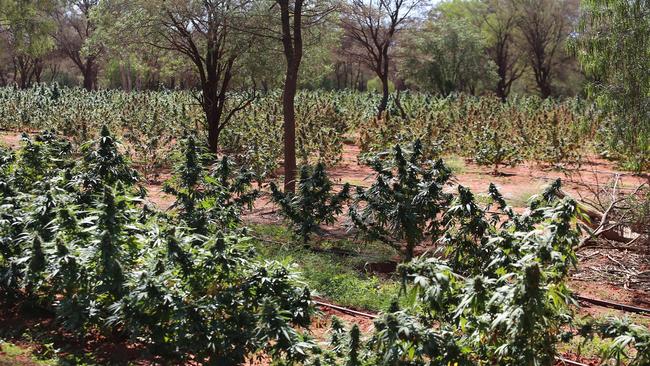 A man from Griffith now faces multiple drug and weapon charges after police raided a property and allegedly found $6 million worth of cannabis plants. Picture: NSW Police