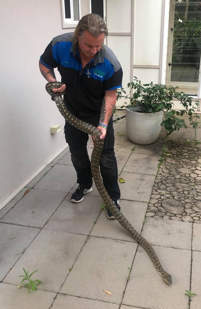 Logan’s answer to Steve Irwin, Glenn ‘Ozzie’ Lawrence with Daisy. Mr Lawrence has been nominated for Logan Volunteer of the Year.