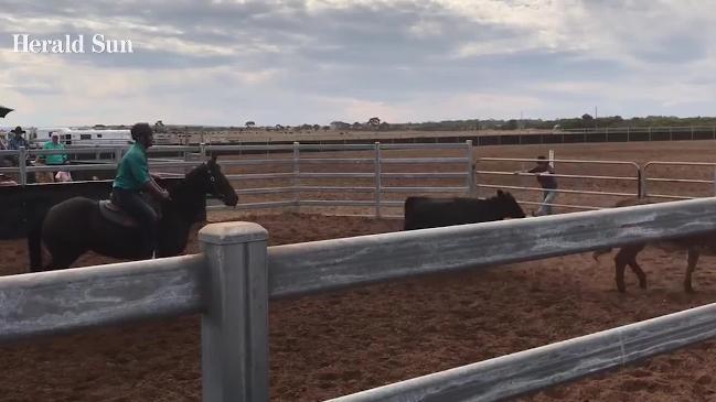 Josh Gibson's new career: Campdrafting