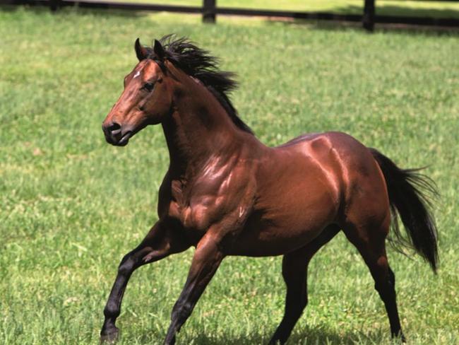 EXCEED and Excel _ champion sire in Australia for 2012-13 season. (pic supplied by Darley Stud).