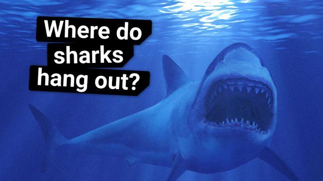 Where do sharks hang out? 