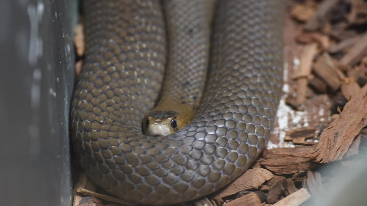 Spate of snakebites despite changing season