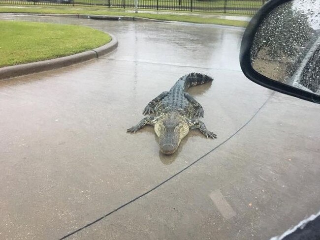 Hurricane Harvey forces alligators on to the streets and under cars as powerful storm batters Texas The chilling warning was issued by the Fort Bend County Sheriff’s Office as Texas was light night slammed with the most powerful storm to strike the US mainland in a decade. Alligators may turn up in unexpected places as a result of Hurricane Harvey. Picture: Facebook