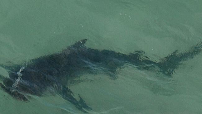 A 3.5 metre shark just off Newcastle's Burwood Beach. Picture by Peter Lorimer