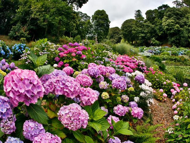 EMBARGO FOR TWAM 21 JANUARY 2023. FEE MAY APPLY.  EFFF4W Trebah GardenHydrangeas in SummerCornwall; UK