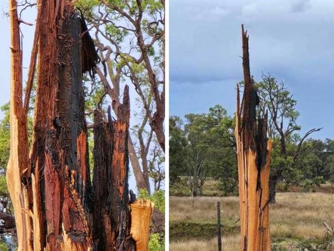 A tree which once stood 40m tall near Wheatvale in the Southern Downs was destroyed by lightening in the early hours on Monday. Photo: Trevor Dawes-Tj