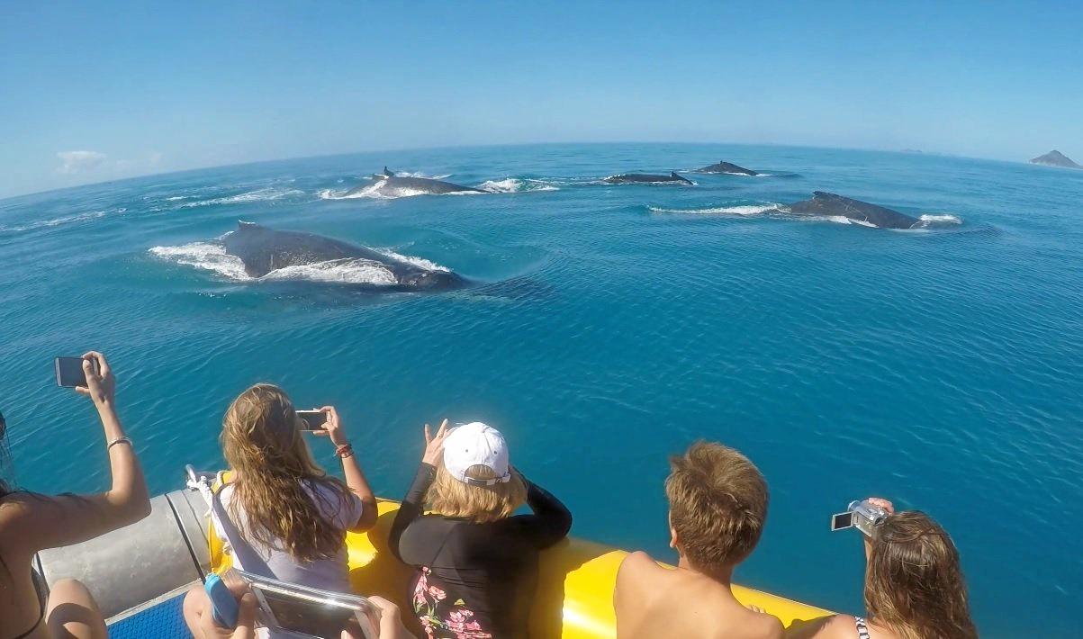 WHALIN' AROUND: An Ocean Rafting crew sighted nine male humpback whales off Hook Island. Picture: Ben Keam