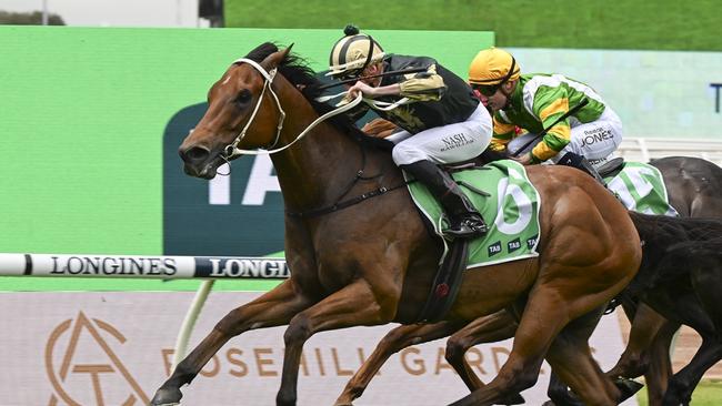 Tribeca Star is a “blowout chance” in The Kosciuszko. Picture: Bradley Photos