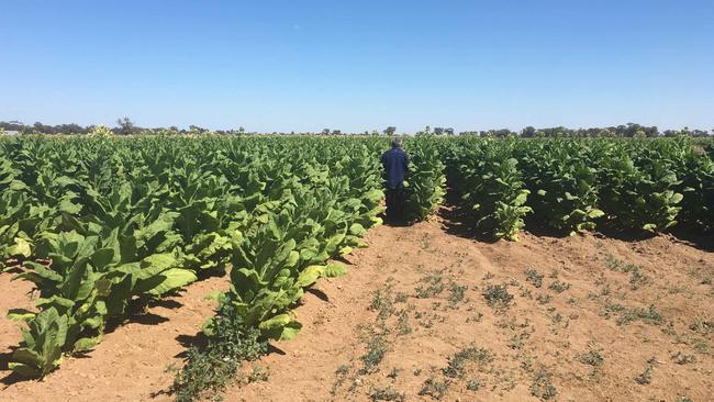 Illegal Tobacco: ATO Shuts Down Farms With Crops Worth $23m | Herald Sun