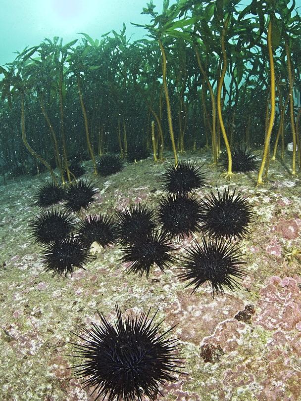 The long-spined sea urchin is spreading devastation at an alarming rate on the east coast. Picture: Jon Bryan