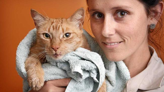 Veterinary nurse at Riverbank Animal Hospital with the cat that was rescued from the Grafton bridge yesterday.Photo Adam Hourigan / The Daily Examiner. Picture: Adam Hourigan