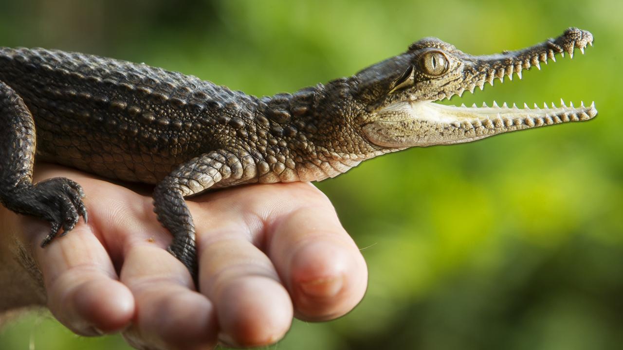 Hervey Bay drug raid Found baby crocodile has new home Photo The Courier Mail