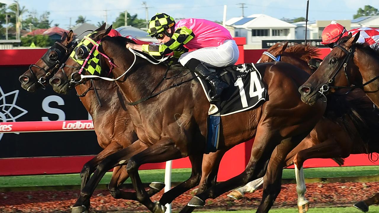 Volcanic Love is out to book his place in the Country Championship Final with a win in the Qualifier at Lismore. Picture: Grant Peters, Trackside Photography