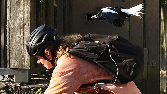 A magpie swooping a cyclist on Sandford Street, St. Lucia. Picture: Liam Kidston