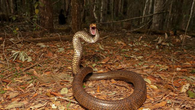 An eastern brown snake, captured and released by Jack Hogan from Snake Catchers Northern Rivers.