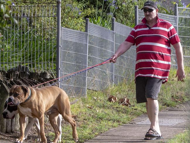 Raymond Holschier walking his dogs in a Sydney suburb on Sunday. 