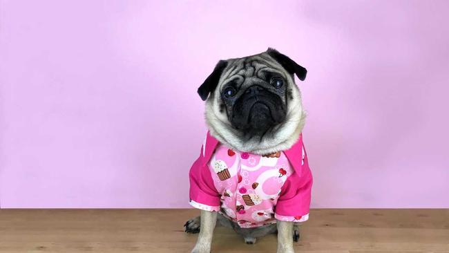 Olly the pug will be doing his bit to raise funds for the RSPCA's Cupcake Day.