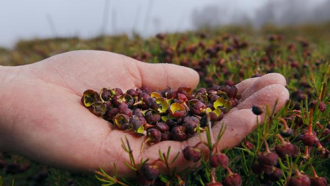 Boronia Flowers, grown in Tasmania, for Essential Oils of Tasmania.