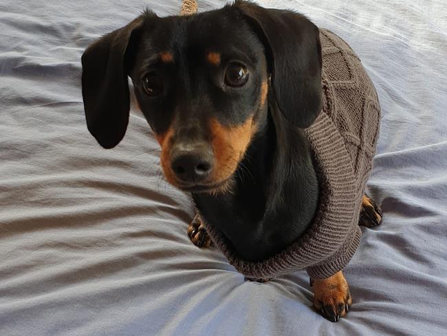 CoCo the Dachshund was stolen from outside a store in Nundah.