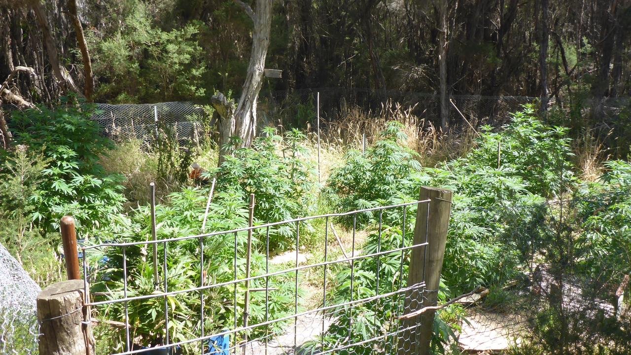 Four people are facing charges over drug, firearm and wildlife offences as a result of a police operation on Flinders Island earlier this week. Photo: DPFEM,