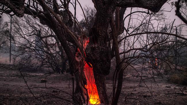 A tree trunk burning during a wildfire at the village of Pefki on Greece's second largest island. The area has suffered its worst heatwave in decades. Picture: Angelos Tzortzinis/AFP