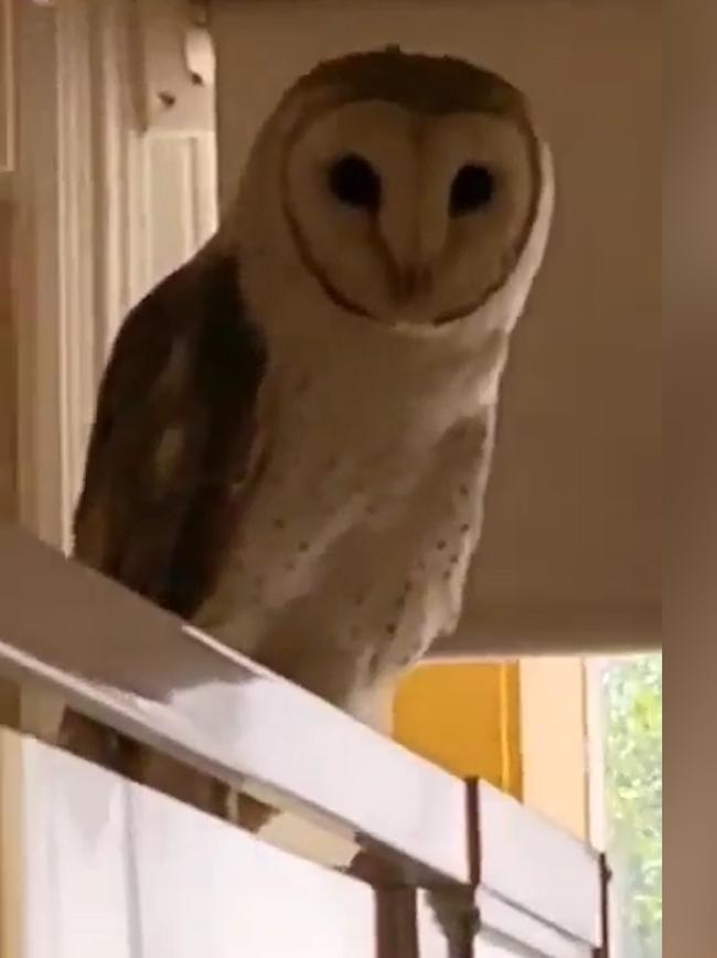 The mother barn owl escaped Jenny’s chimney and perched itself atop the shower screen in her bathroom. Picture: Supplied