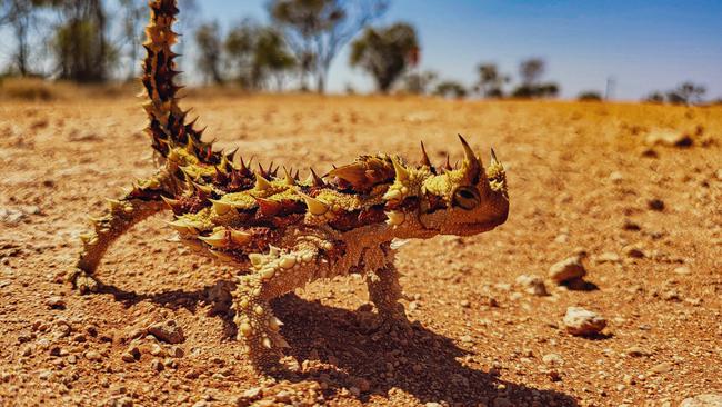 Winner of the NT News' best wildlife pic competition for 2024