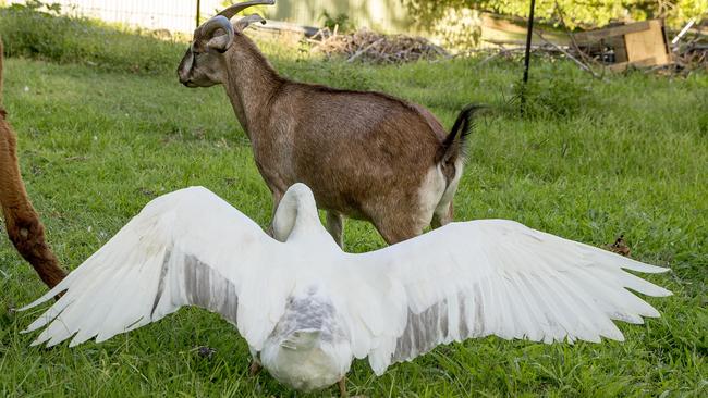 Yagi the goat was filmed having a fight with Captain Dirty Pants the goose at the Kruck household at Currumbin Valley. Picture: Jerad Williams