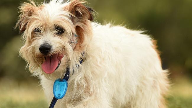 Scruffy the rescue dog was saved from pound and fought cancer | Herald Sun