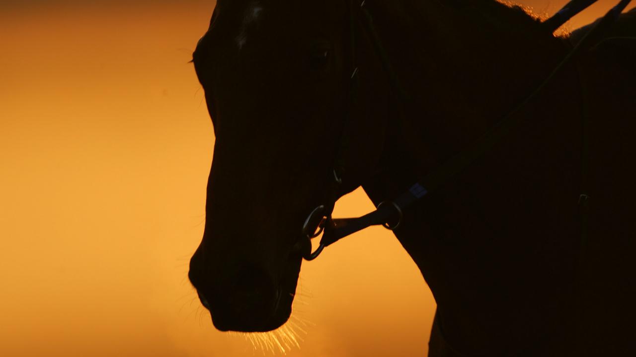 Trackwork rider has animal cruelty ban increased