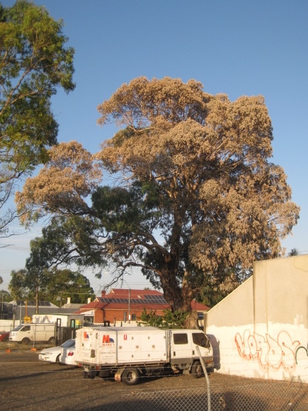 The poisoned tree on Share St, Kilkenny. Photo: Supplied by Charles Sturt Council