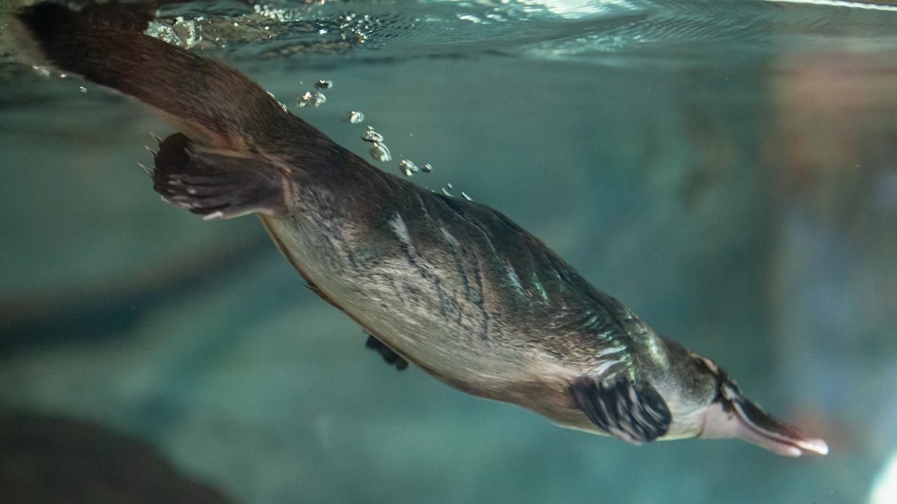 Platypuses are the only egg-laying mammals aside from echidnas. Photo: Rick Stevens / Supplied