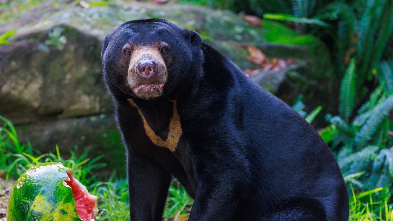 ‘Bear-y’ tasty treat for small animal with ‘biggest personality’