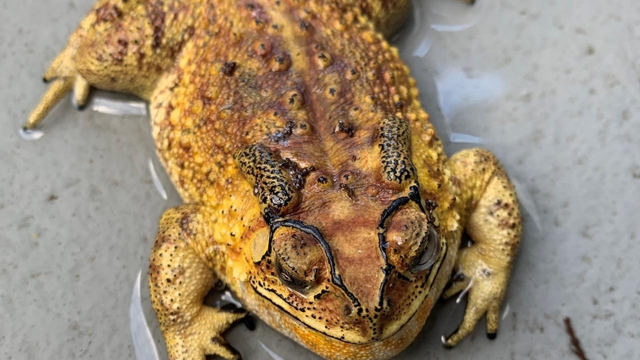 The Asian black-spined toad has a distinct pointy snout, black rim in upper lip with black raised bony ridges over their eyes. Picture: Supplied.