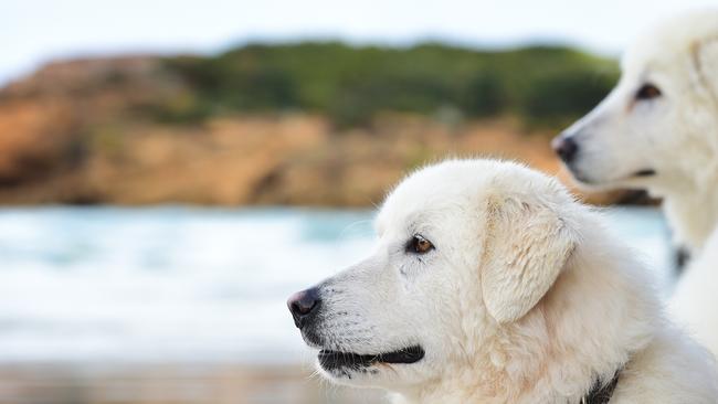 Maremma dogs Tula and Eudy, who guarded the penguins at Warrnambool. Picture: Zoe Phillips