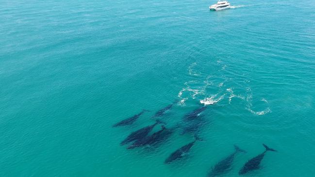 A photo taken by Brisbane Whale Watching's drone of whales in Moreton Bay. Picture: Brisbane Whale Watching.