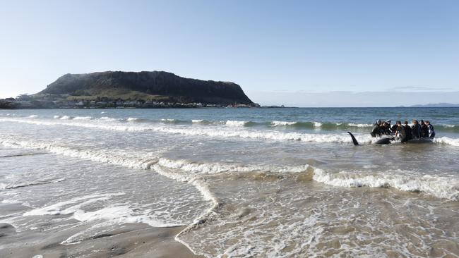 Rescuers work to save a pygmy right whale stranded on Tatlows Beach at Stanley. Picture: CIRCULAR HEAD COUNCIL